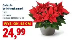 Lidl Gwiazda betlejemska 17 cm oferta