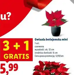 Lidl Gwiazda betlejemska mini oferta