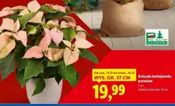 Lidl Gwiazda betlejemska premium oferta
