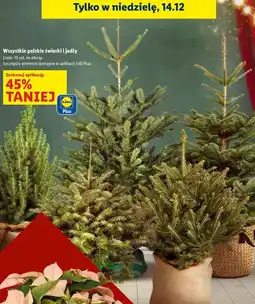 Lidl Świerk świąteczny oferta
