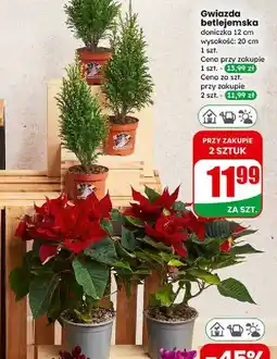 Dino Gwiazda betlejemska 20 cm oferta