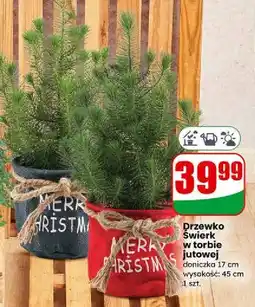 Dino Świerk w torbie jutrowej oferta