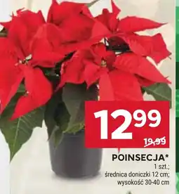 Stokrotka Market Poinsecja oferta