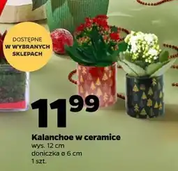 Netto Kalanchoe w ceramice oferta