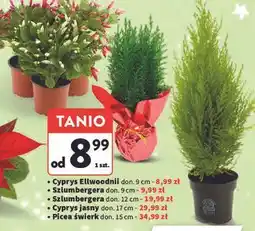 Intermarche Picea conica don. 15 cm oferta