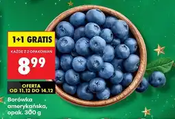 Biedronka Borówka amerykańska Biedronka oferta