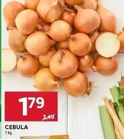 Stokrotka Cebula Stokrotka oferta