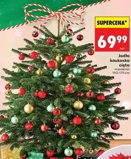 Biedronka Jodła kaukaska oferta