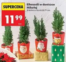 Biedronka Ellwoodii w doniczce oferta