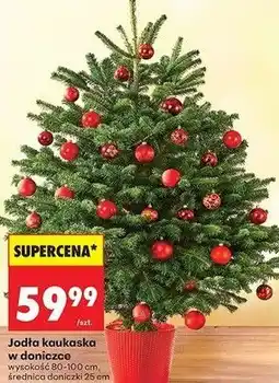 Biedronka Jodła kaukaska w doniczce oferta