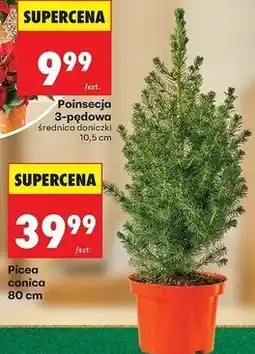 Biedronka Picea conica oferta