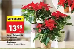 Biedronka Kwiat poinsecja 3-pędowa w ozdobnej doniczce oferta