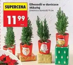 Biedronka Ellwoodii w doniczce mikołaj 9 cm oferta