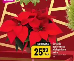 Polomarket Gwiazda betlejemska wielopędowa extra oferta