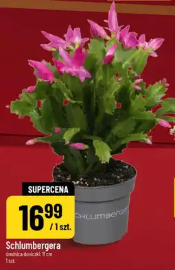 Polomarket Schlumbergera oferta