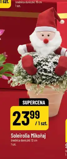 Polomarket Soleirolia Mikołaj oferta