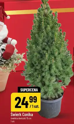 Polomarket Świerk Conika oferta