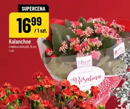Polomarket Kalanchoe oferta
