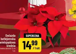 Polomarket Gwiazda betlejemska wielopędowa średnia oferta
