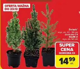 Carrefour Świerk doniczka c4 50 cm oferta