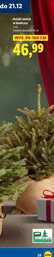 Lidl Polski świerk w doniczce oferta
