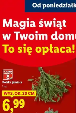 Lidl Polska jemioła oferta