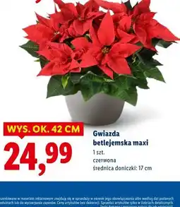 Lidl Gwiazda betlejemska maxi oferta