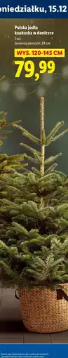 Lidl Polska jodła kaukaska w doniczce oferta