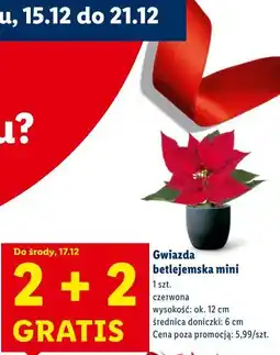 Lidl Gwiazda betlejemska mini oferta