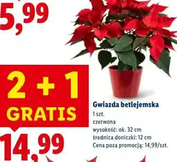 Lidl Gwiazda betlejemska oferta
