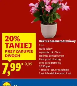 Lidl Kaktus bożonarodzeniowy oferta