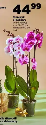 Netto Storczyk 2-pedwy oferta