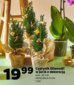 Netto Cyprys Ellwoodii oferta