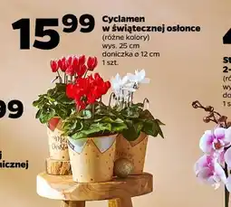Netto Cyclamen w świątecznej osłonce oferta