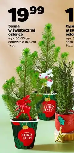Netto Sosna w świątecznej osłonce oferta