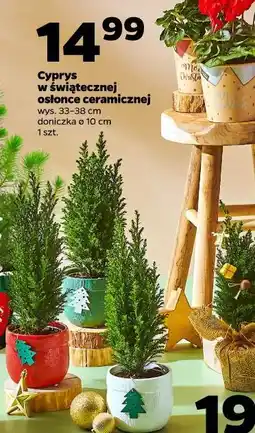 Netto Cyprys w świątecznej osłonce ceramicznej oferta