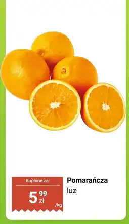 Dino Pomarańcza luz Dino oferta