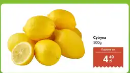 Dino Cytryna Dino oferta
