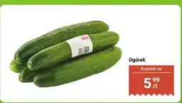 Dino Ogórek Dino oferta