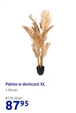 Action Palma w doniczce XL oferta