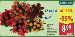 ALDI Róże pomarańczowe Gardenline oferta
