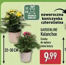 ALDI Kalanchoe w doniczce 12 cm Gardenline oferta