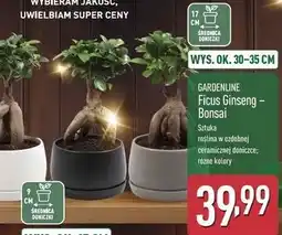 ALDI Bonsai 30-35 cm Gardenline oferta