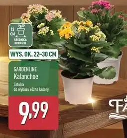 ALDI Kalanchoe 22-30 cm Gardenline oferta