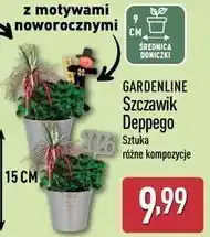 ALDI Szczawik deppego Gardenline oferta