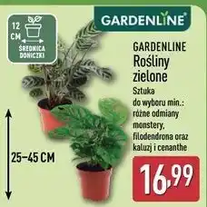 ALDI Cenanthe Gardenline oferta