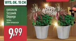 ALDI Szczawik deppego wys. 15 cm Gardenline oferta