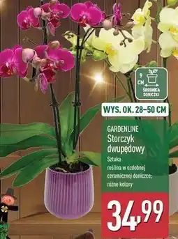 ALDI Storczyk 2-pędowy Gardenline oferta