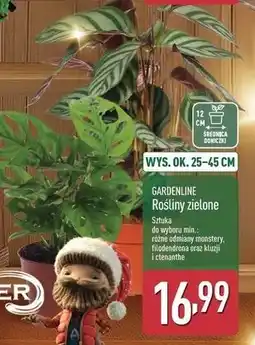 ALDI Ctenanthe don. 12 cm Gardenline oferta