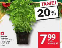 Selgros Mięta XXL doniczka Selgros oferta